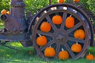 photo of Orange Pumpkin Wheel Display Fall Picture