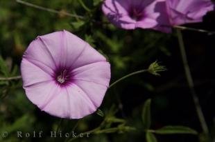 photo of Purple Flower Picture