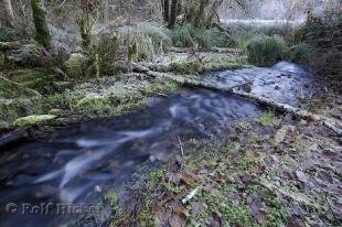 photo of rain forest stream