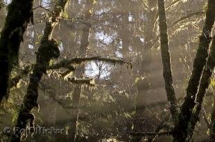 photo of rainforest biomes