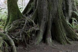 photo of Rainforest Facts    