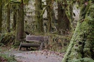 photo of rainforest information