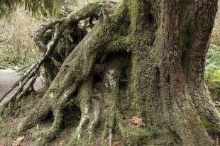 photo of rainforest photo