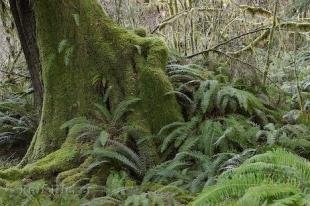 photo of Ferns Rainforest Plants