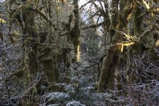 photo of rainforest undergrowth