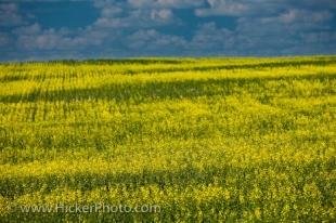 photo of Rapeseed Field Saskatchewan Agriculture Canada