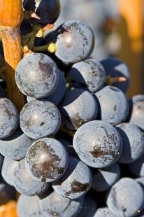 photo of Red Wine Grapes