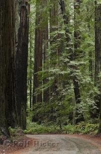photo of Big Trees Redwood National Park California
