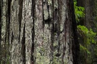 photo of Redwood Bark