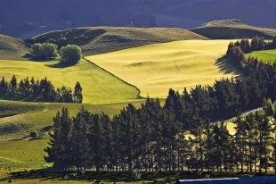 photo of New Zealand Rolling Farmland Landscape Otago