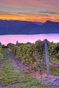 photo of Romantic Vineyard Sunset Okanagan