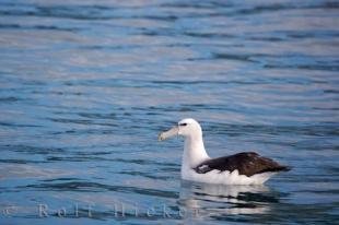 photo of Royal Albatross Kaikoura Coast New Zealand