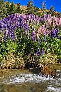 photo of Russell Lupins Wildflowers Central Otago River