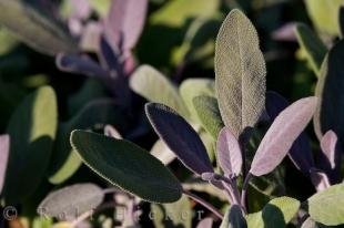 photo of Sage Picture