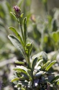 photo of Salvia Sclarea Herb Plant Picture