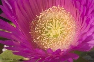 photo of picture of lampranthus spectabilis