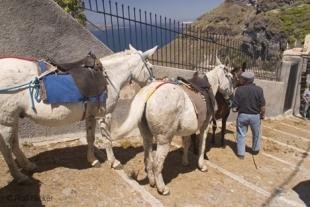 photo of santorini donkey