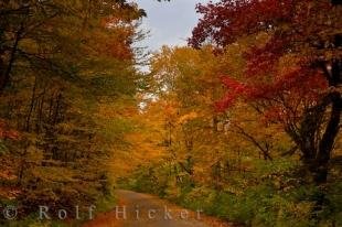 photo of Scenic Road Picture Autumn Leaves
