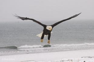 photo of sea eagle