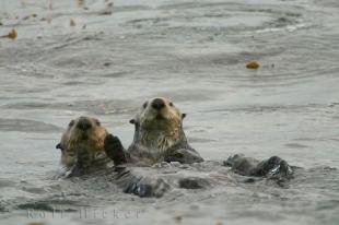 photo of Sea Otter Couple