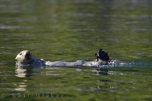 photo of Sea Otter Nootka Sound