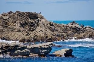 photo of Seal Colony Kaikoura Peninsula