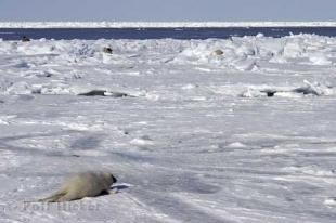 photo of seal habitat
