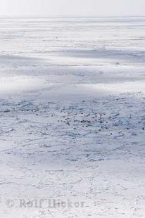 photo of seal herd