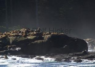 photo of Sealions Eumetopias jubatus Shoreline