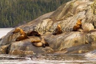 photo of Sealions Eumetopias Jubatus
