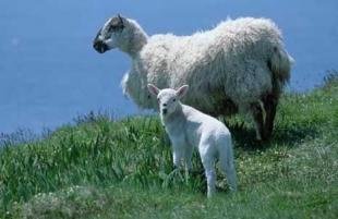 photo of Sheep Pictures