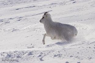 photo of sheep wildlife