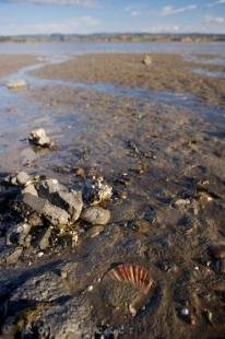 photo of Shell Beach Kawhia Harbour New Zealand