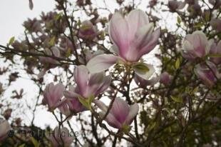 photo of botanical gardens