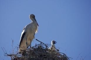 photo of Stork Picture Parc Naturel Regional De Camargue Provence France