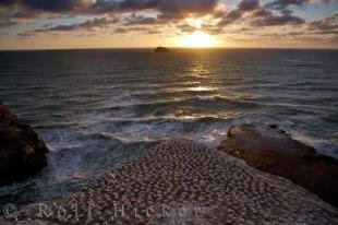 photo of Sunset Muriwai Beach Gannet Colony New Zealanad