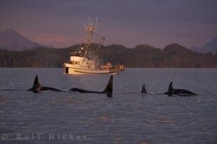 photo of Sunset Orcas