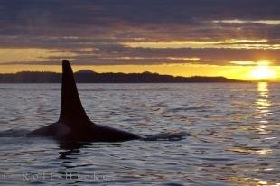 photo of Orca Sunset Storm Threatening Clouds Vancouver Island