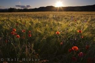 photo of Sunset Wildflowers Huesca
