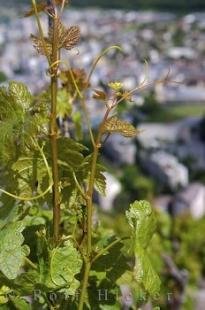 photo of Sur Le Scex Vineyard Martigny Switzerland