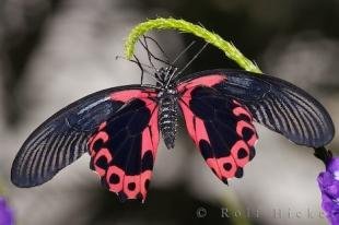photo of Swallowtail Butterfly