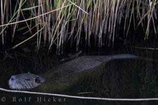 photo of Swimming Coypu Picture Provence France