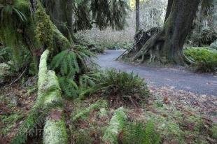 photo of temperate rain forest