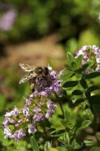 photo of Thymus Vulgaris Herb Plant Picture