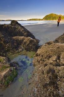 photo of Tide Pool Sea Life Tonquin Beach Tofino Vancouver Island
