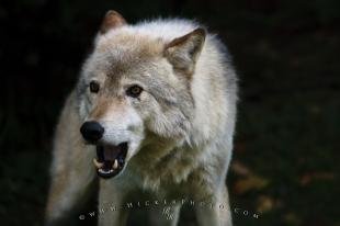 photo of Timber Wolf Animal Picture