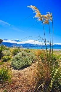 photo of Toi Toi Plant Kaikoura Coast