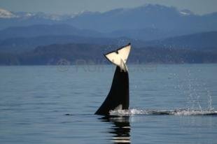 photo of Transient Killer Whale Tail