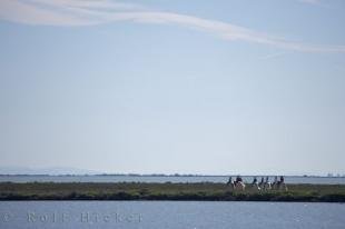 photo of Travel Camargue Provence France