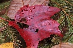 photo of Red Fall Tree Leaves